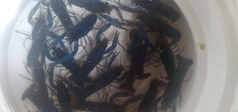 colour cray fish 
